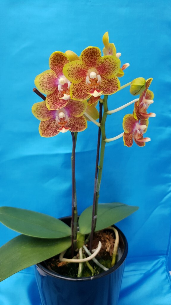 Phalaenopsis Allura 'Spitfire'