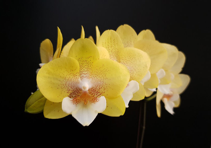 Phalaenopsis Allura 'Tropica'