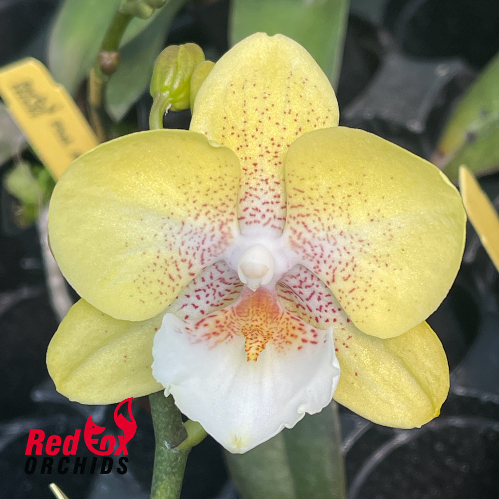 Phalaenopsis Allura 'Tropica'