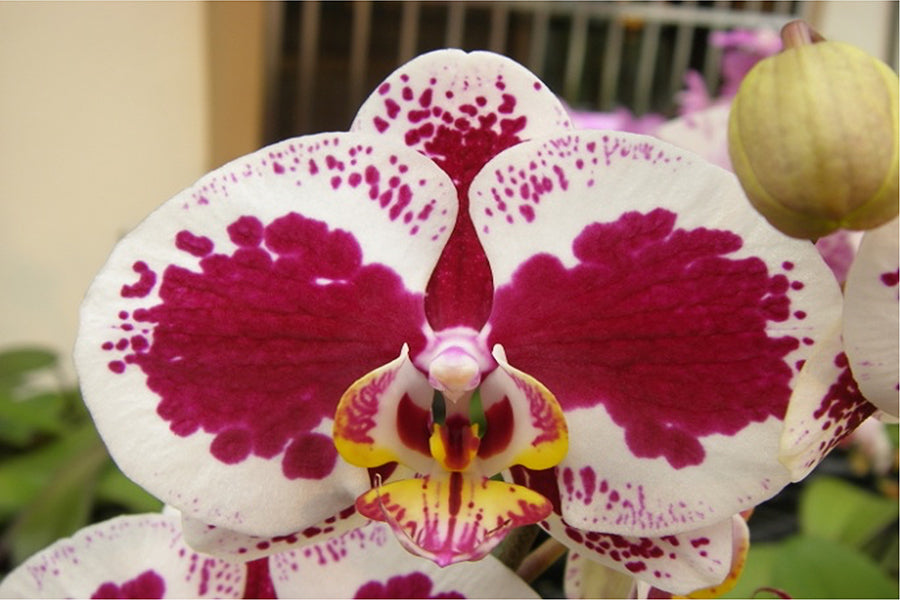 Phalaenopsis Sunshine