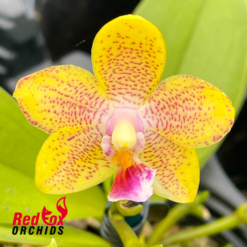 Phalaenopsis Lucky Star