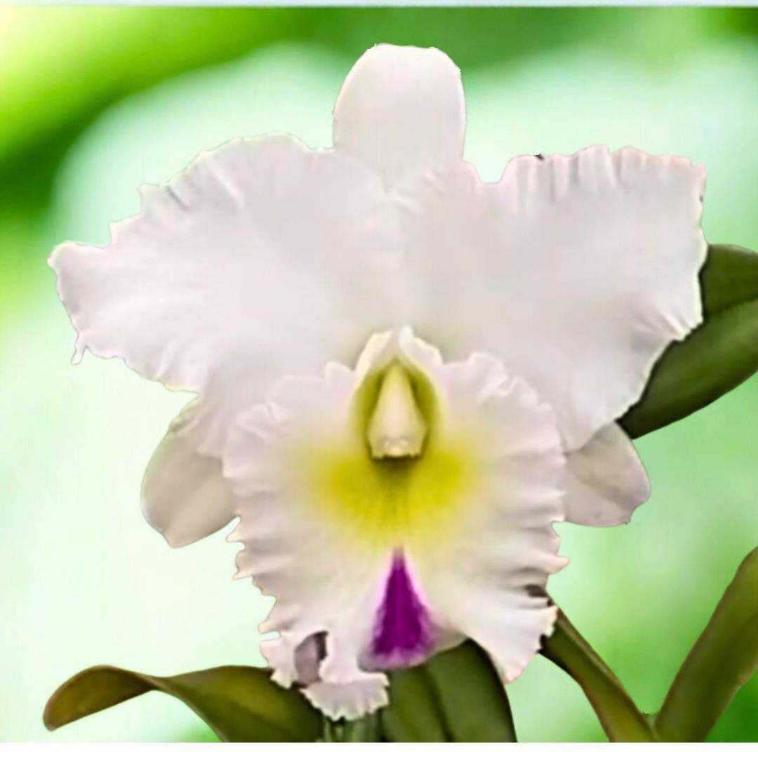Rhyncholaeliocattleya Chief Mount