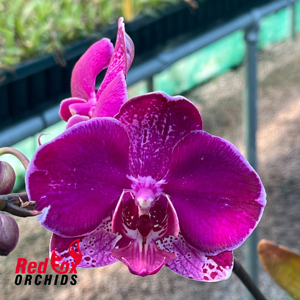 Phalaenopsis Ruey Lih Queen (Tiannong Glory x Fullers Holiday)