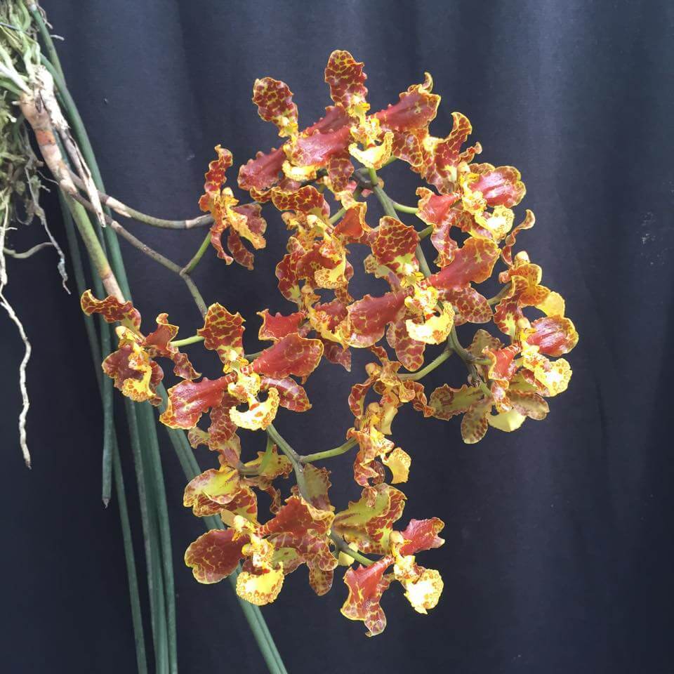 Oncidium stacyi