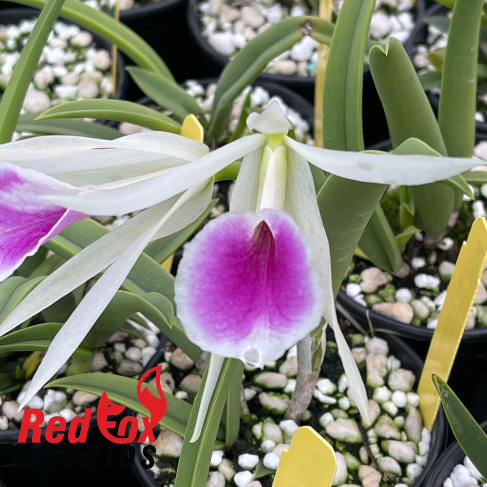 Brassocattleya Katherine H.Chatham 'Suckers' SM/JOGA