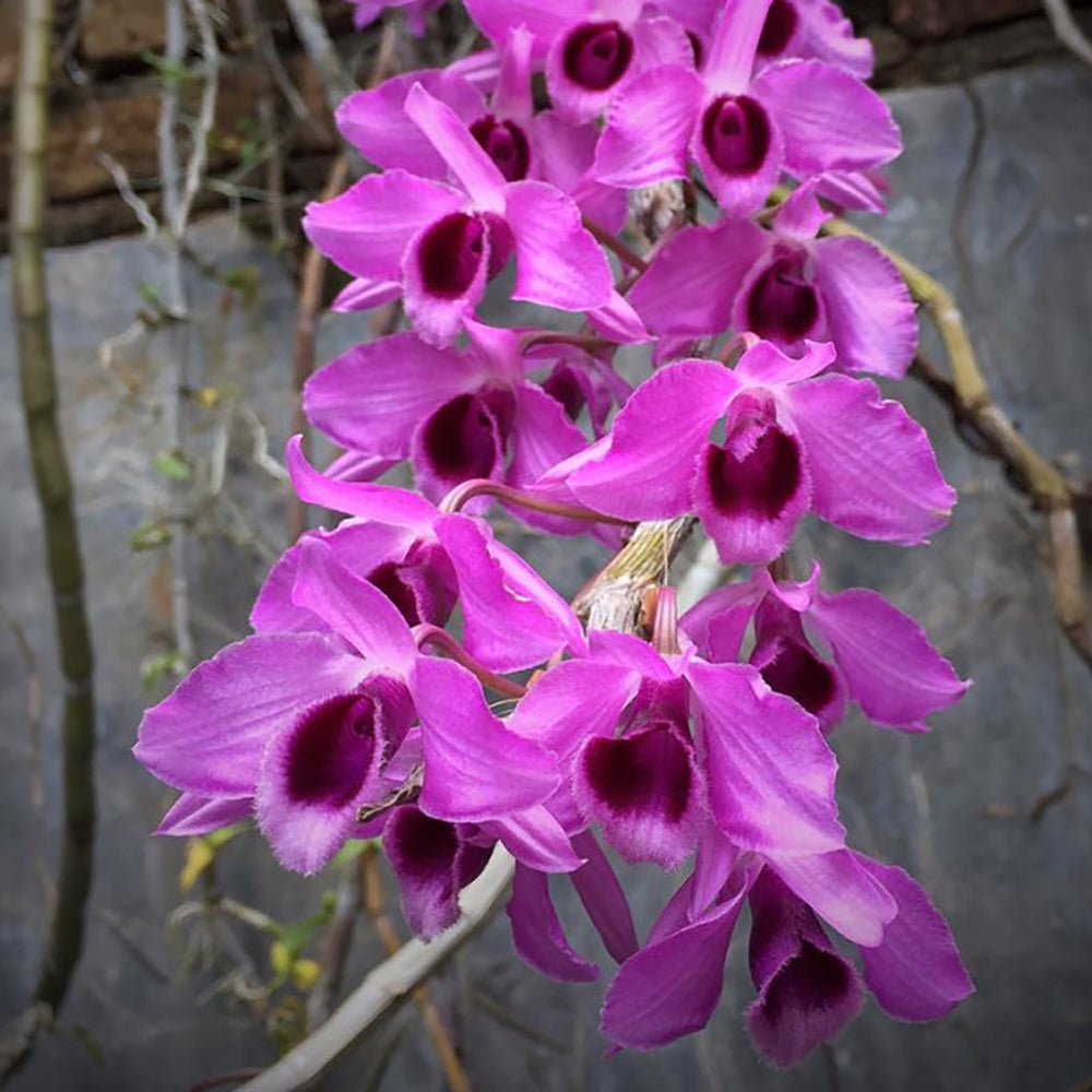 Dendrobium Nestor