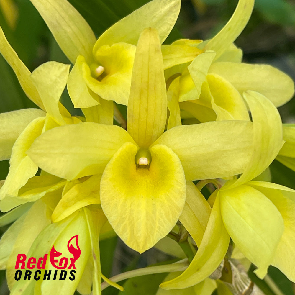 Dendrobium Spring Bird 'Tsuyama'