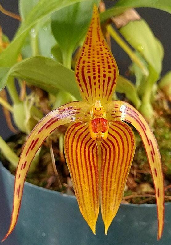 Bulbophyllum inunctum 'Yellow Form'