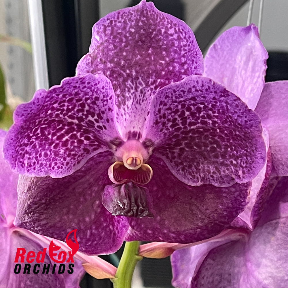 Vanda Pure's Wax