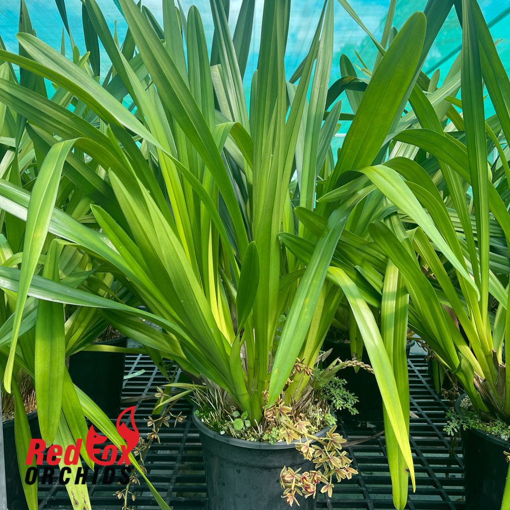 Cymbidium madidum alba x aloifolium alba