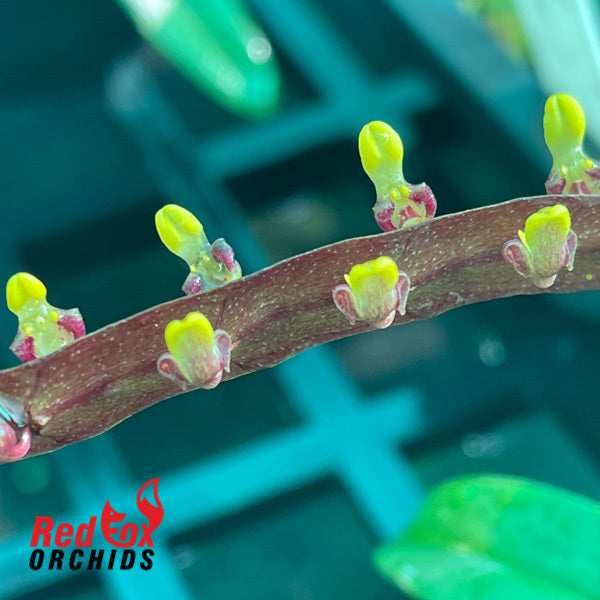 Bulbophyllum falcata var. velutinum
