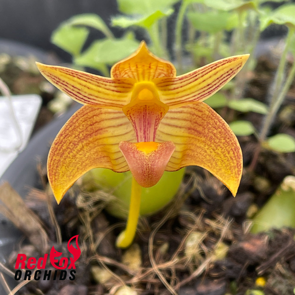 Bulbophyllum orectopetalatum x claptonense