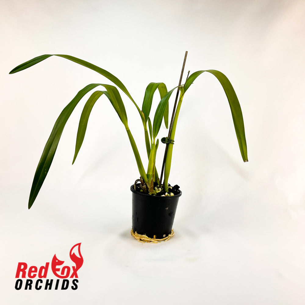 Prosthechea baculus