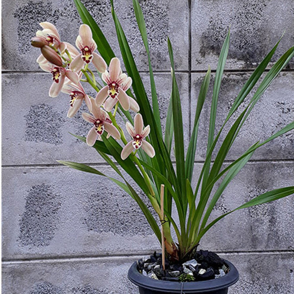 Cymbidium Little Nyonya '#1'