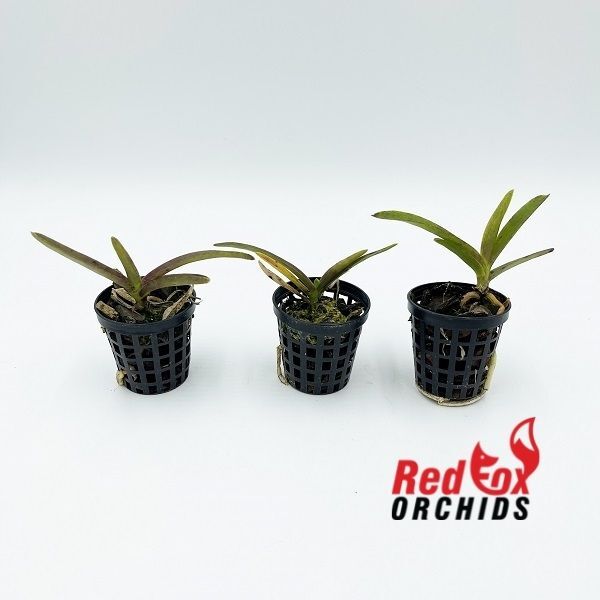 Vanda Tokyo Blue