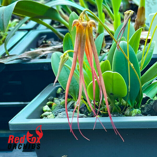 Bulbophyllum Squidly
