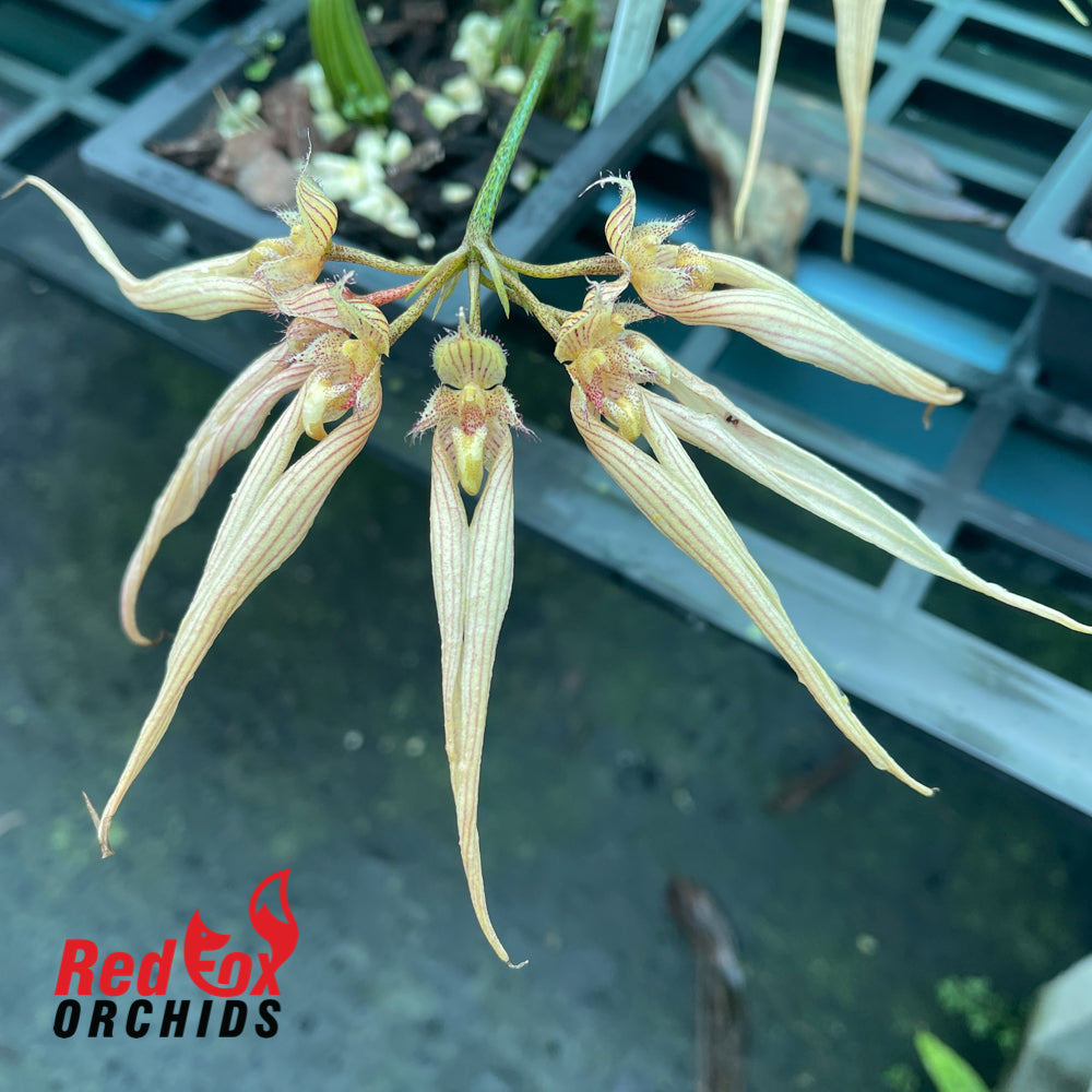 Bulbophyllum Elizabeth Ann Buckleberry x annandalei