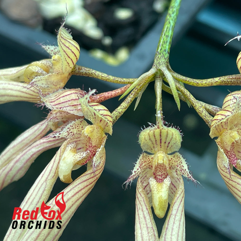 Bulbophyllum Elizabeth Ann Buckleberry x annandalei