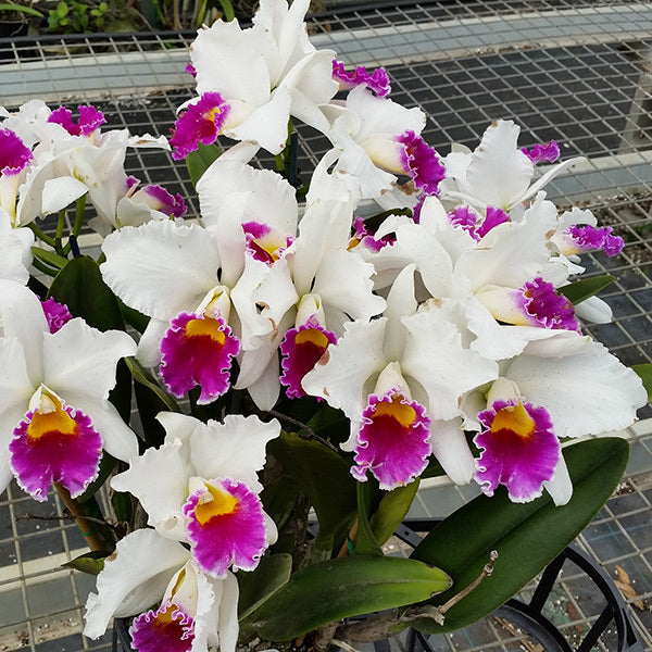 Cattleya Shirayukihime 'M'