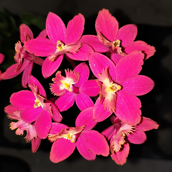 Epidendrum Topaz Special 'Elegante' HCC/AOC