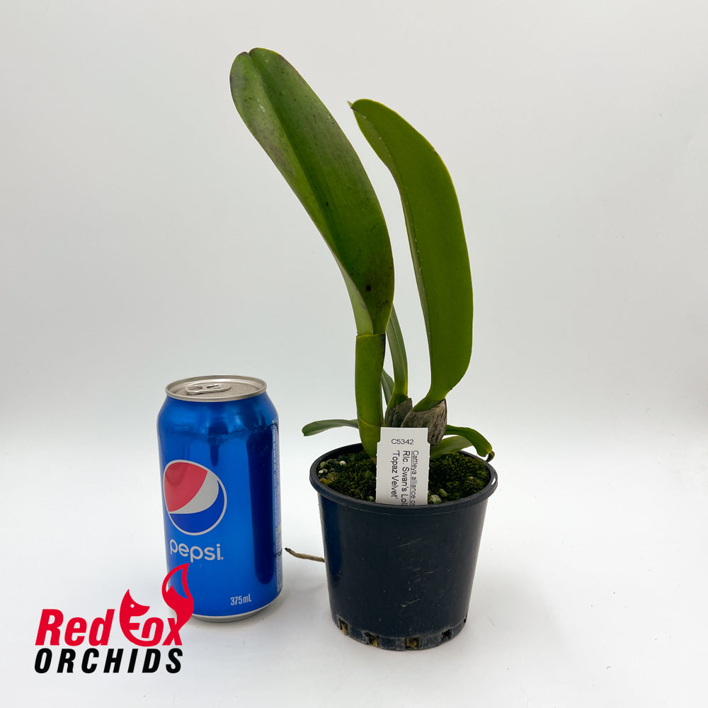 Rhyncholaeliocattleya Swan's Lolly 'Topaz Velvet'