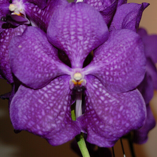 Vanda Pakchong Blue