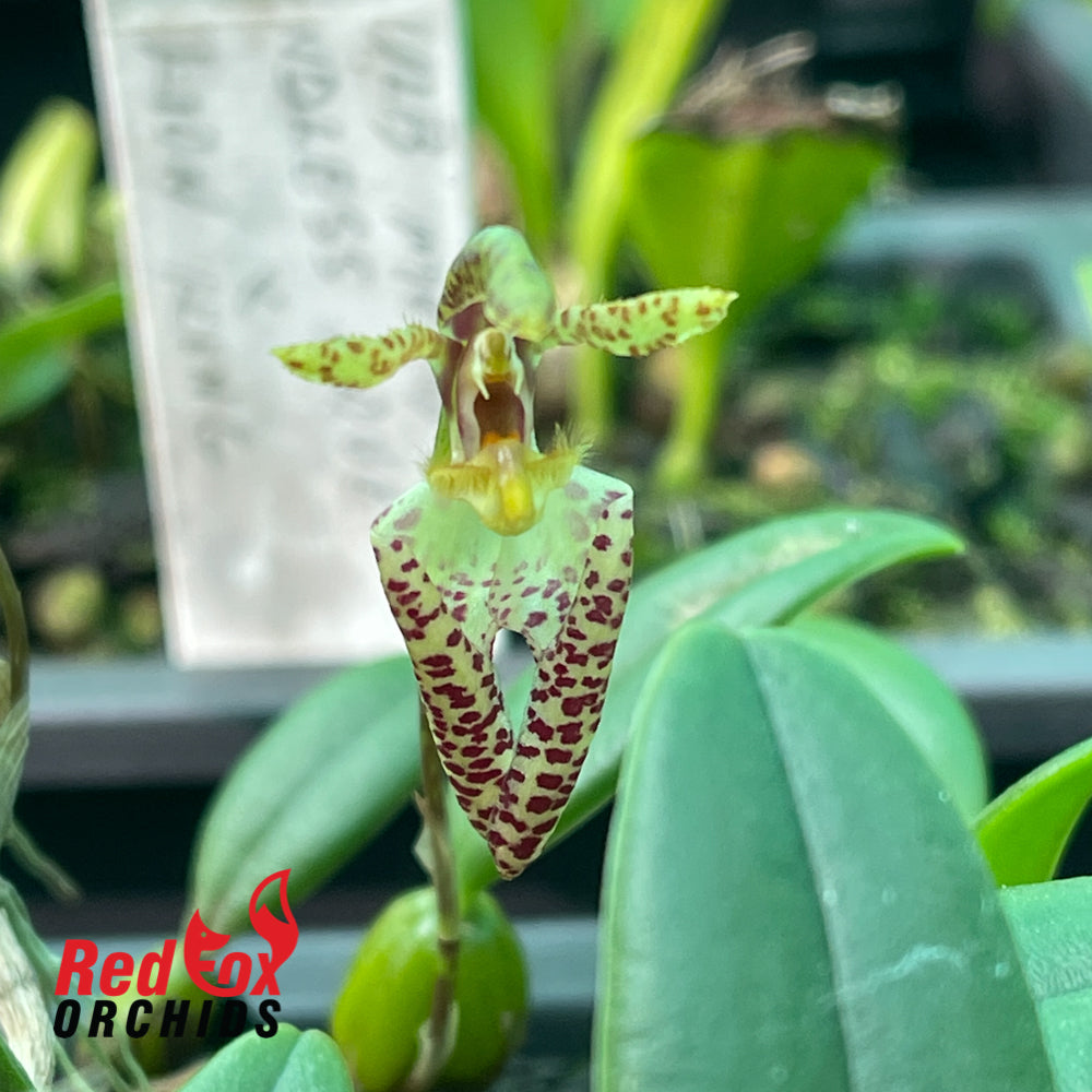 Bulbophyllum lasiochilum 'Yellow'