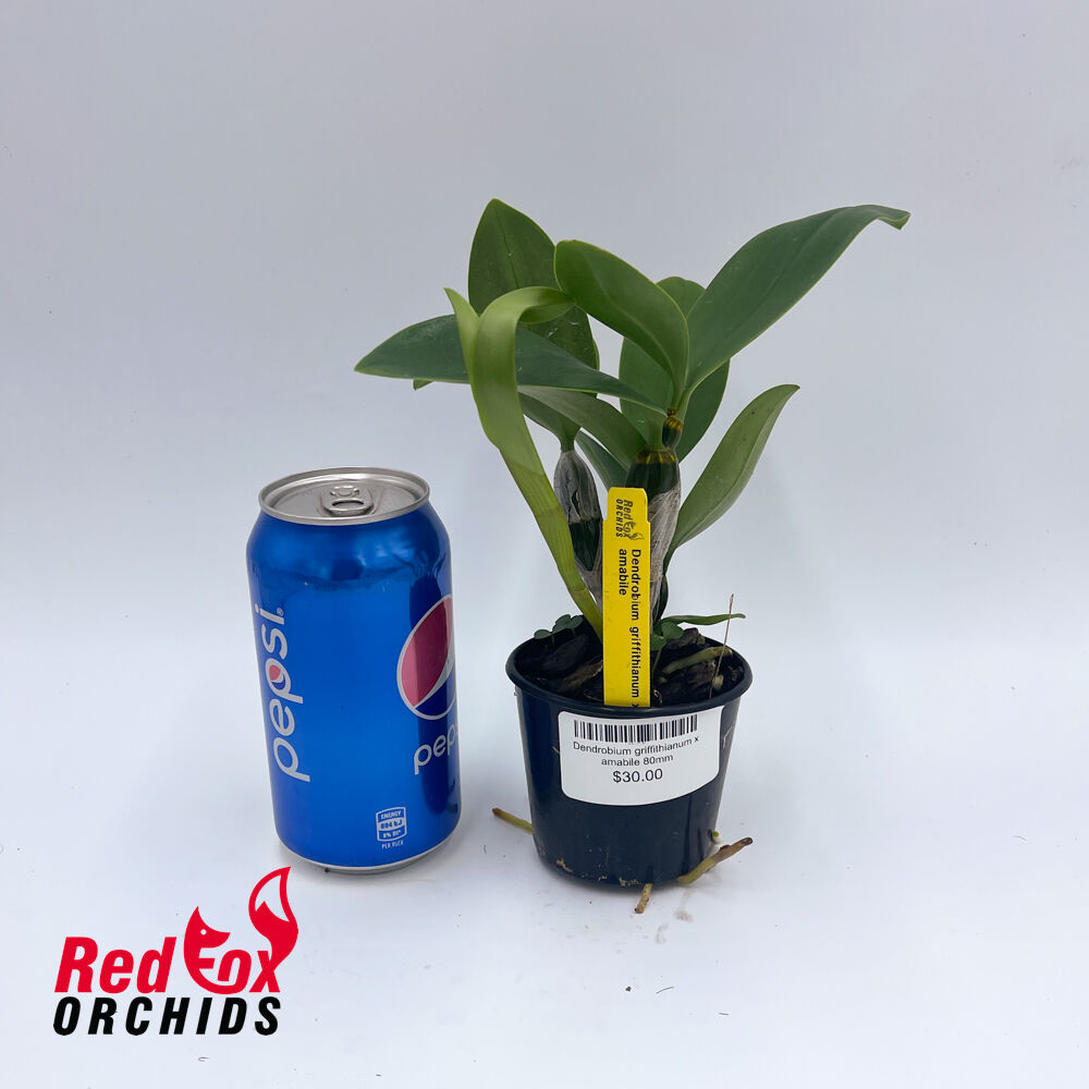 Dendrobium griffithianum x amabile