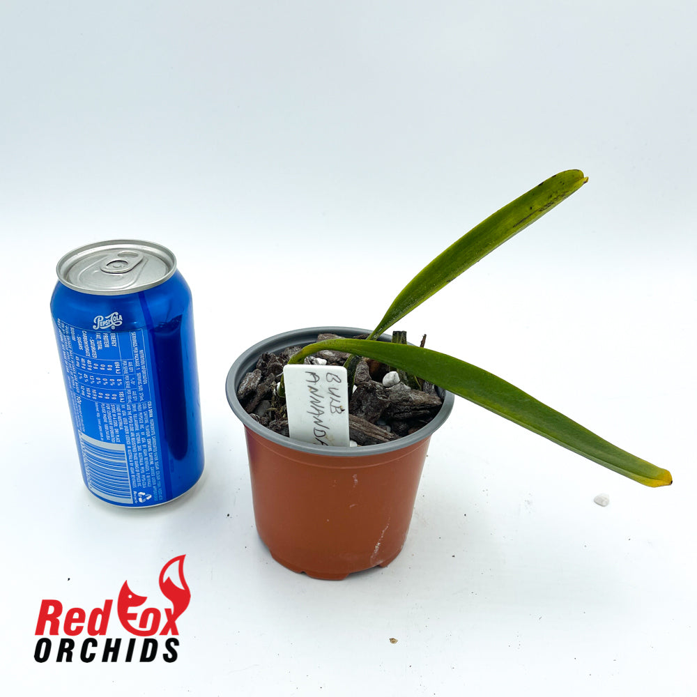 Bulbophyllum annandalei
