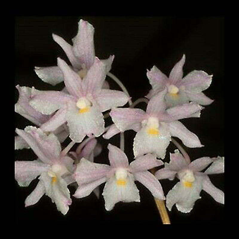 Dendrobium mutabile