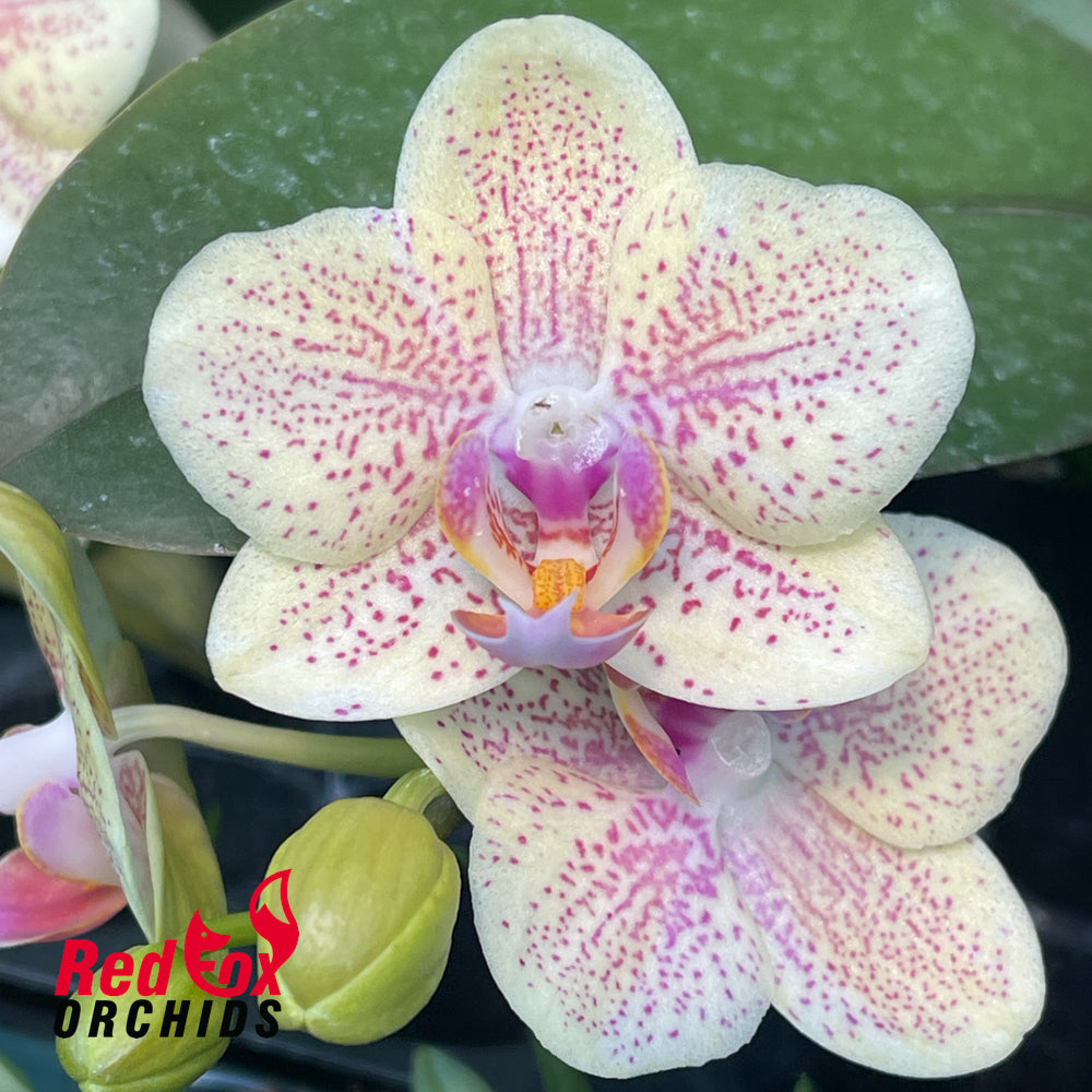 Phalaenopsis Sandcastle