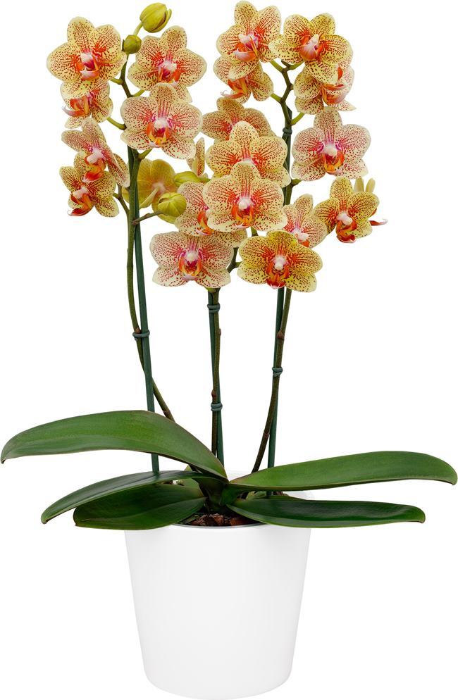 Phalaenopsis Sandcastle
