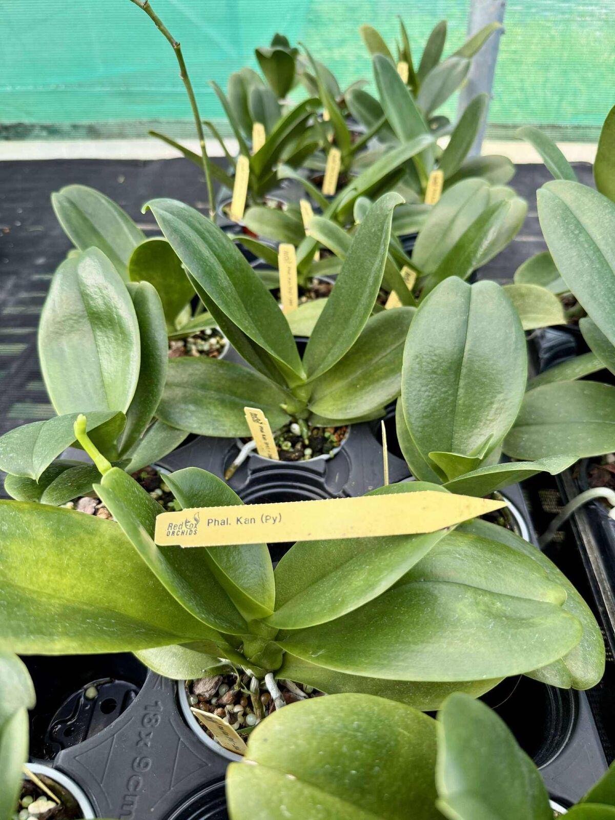 Phalaenopsis Kan (Py)