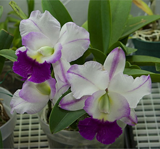 Laeliocattleya Mem. Robert Strait