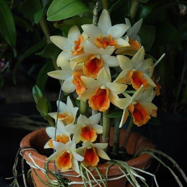 Dendrobium Frosty Dawn x Dawn Maree 'Peach'