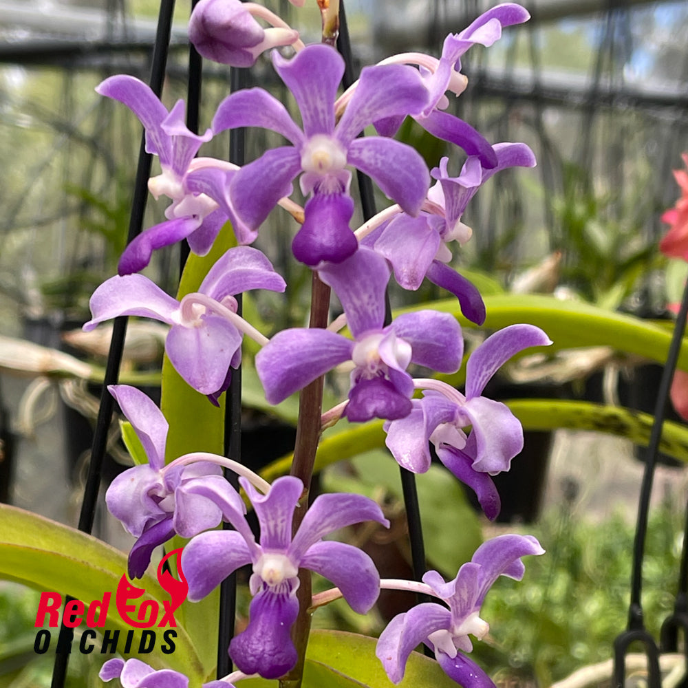 Rhynchostylis coelestis x Vanda luzonica