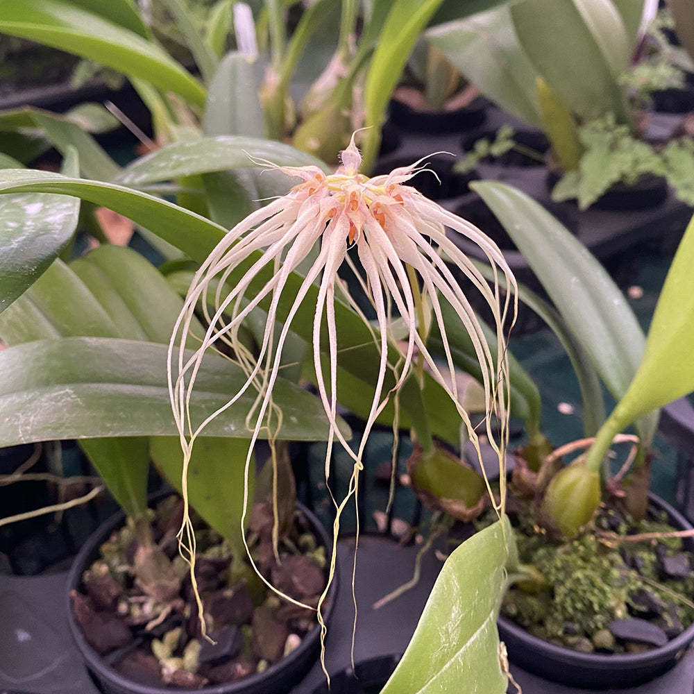 Bulbophyllum lepidum x medusae