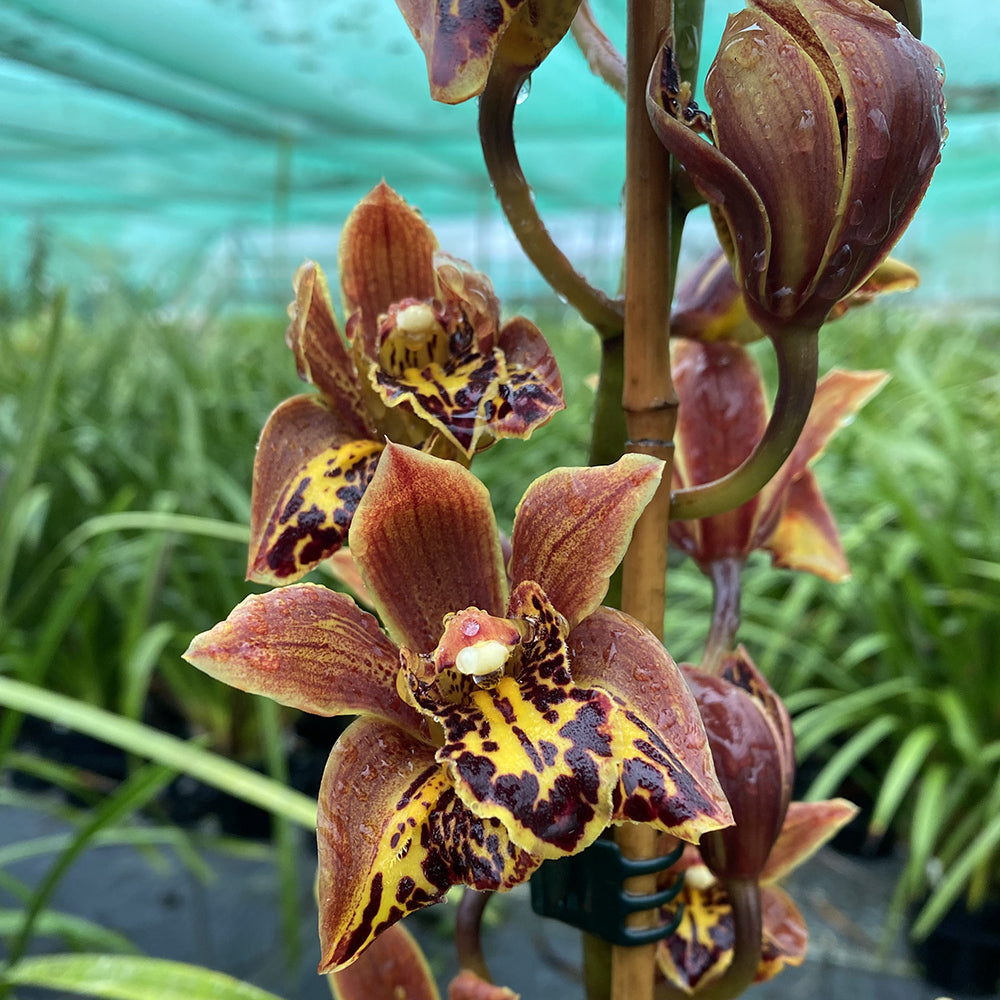 Cymbidium Barbara Navarrete