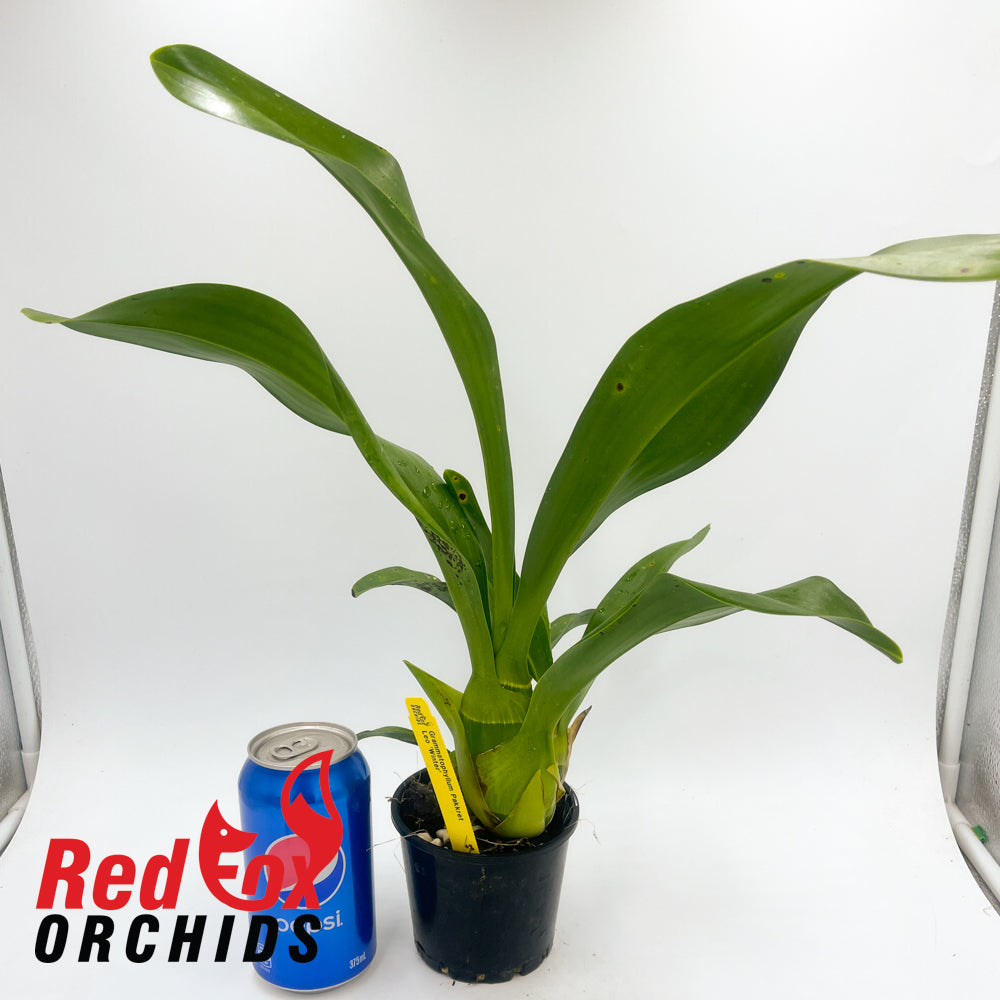 Grammatophyllum Pakkret Leo 'Winter'