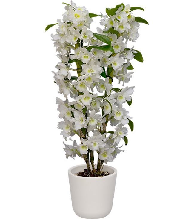Dendrobium Spring Dream 'Apollon'