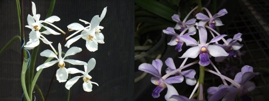 Holcoglossum subulifolium x Vanda coerulescens