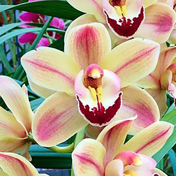 Cymbidium Louie's Pride 'Smiley' ACC/AOC