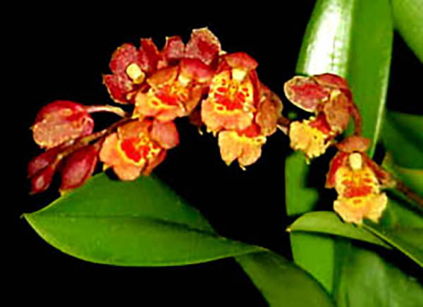 Howeara Lava Burst ‘Pacific Sunrise’