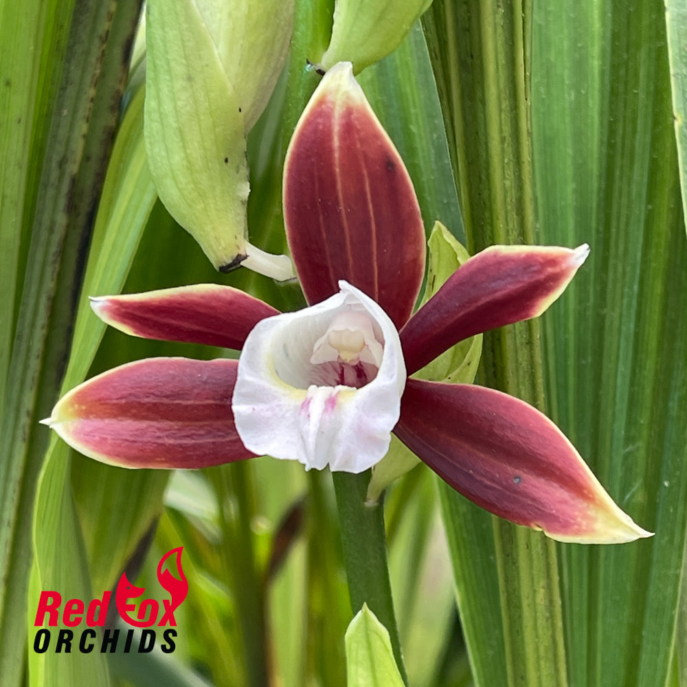 Phaius sp.