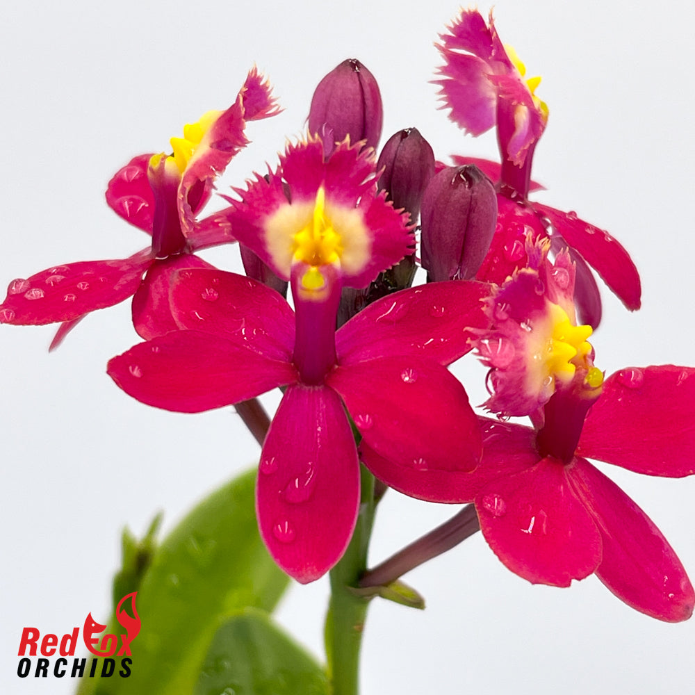 Epidendrum Topaz Rose 'Rosie'