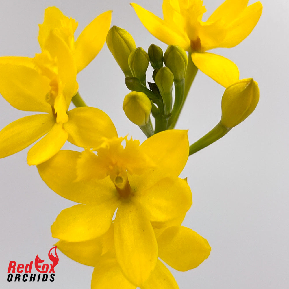 Epidendrum Topaz Butterball 'G&B' 100mm