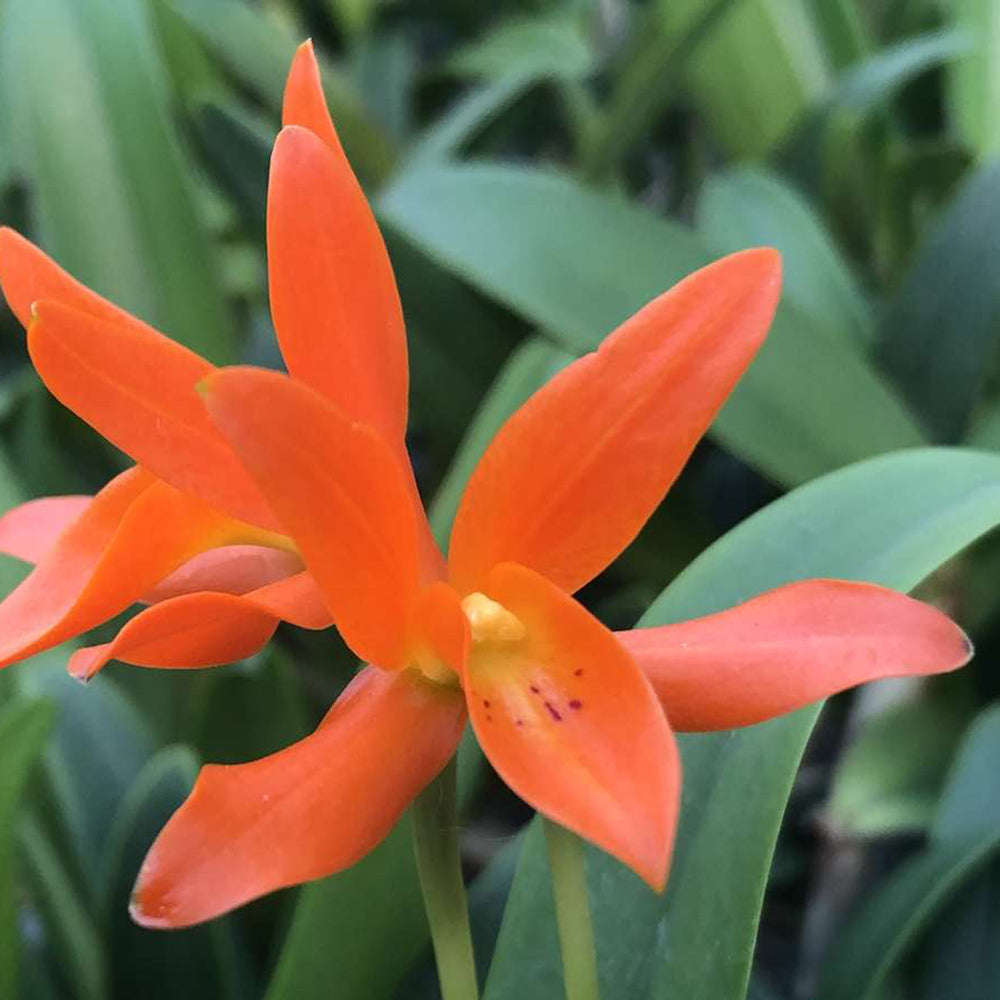 Cattleya aurantiaca