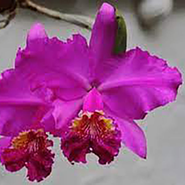 Cattleya lueddemanniana f. rubra