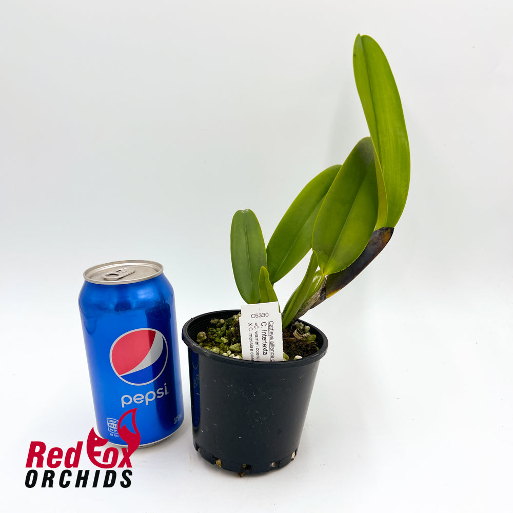 Cattleya Intertexta