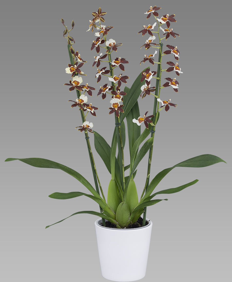 Oncidium 'ST4391'